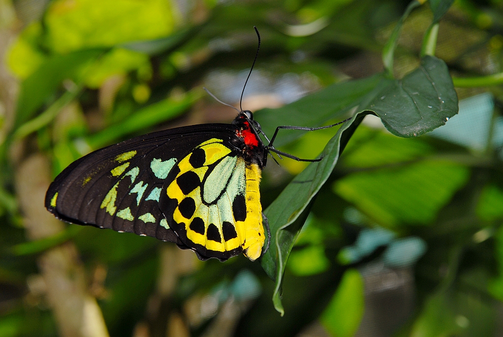 0674 Butterfly Sanctuary Kuranda.jpg
